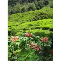 tea plantation.JPG